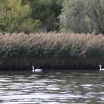 Cigni sullo sfondo del Canneto - Foto M. Perroni